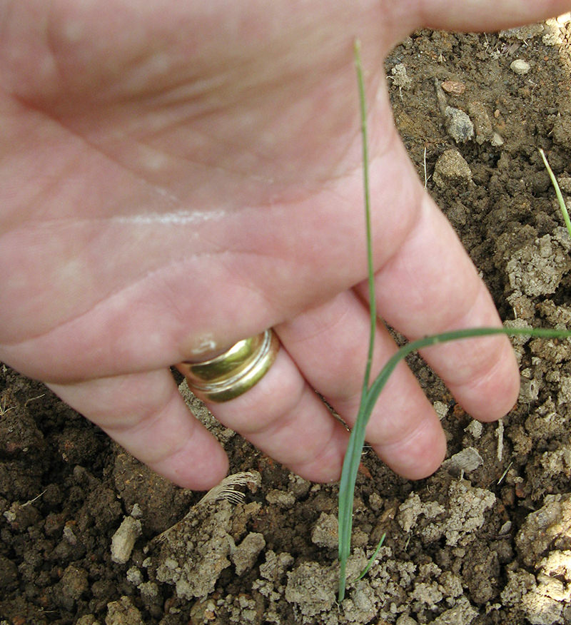 You can either start leeks directly in the ground or start seed indoors and transplant them later.