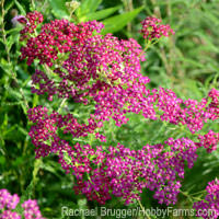 8 Healing Herbs - Photo by Rachael Brugger (HobbyFarms.com)