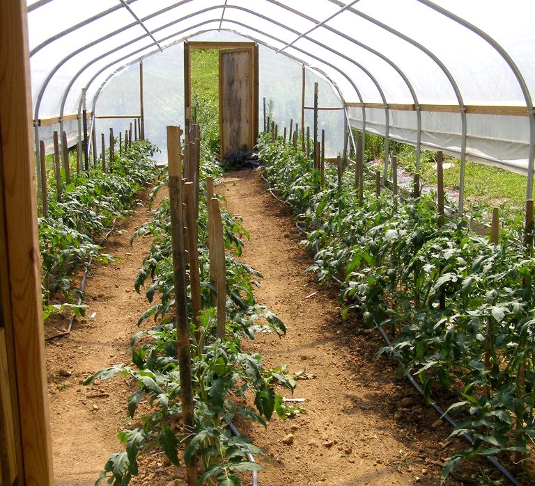 Space tomatoes appropriately to prevent disease.