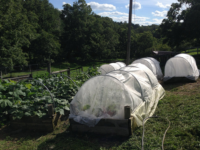 Rotate your nightshade plants, and only put one type of plant per hoop house.