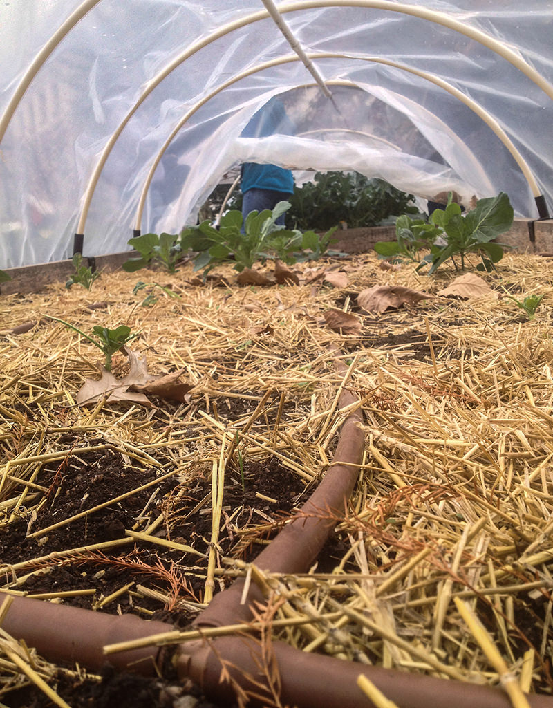 Water consistently to ensure hoop-house tomatoes don't wilt and die.