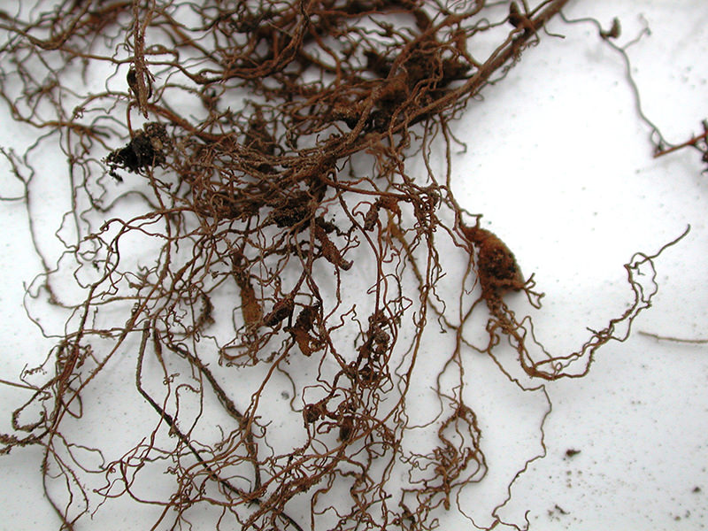 You'll know your crops are affected by root-knot nematodes if you notice nodules on the roots.