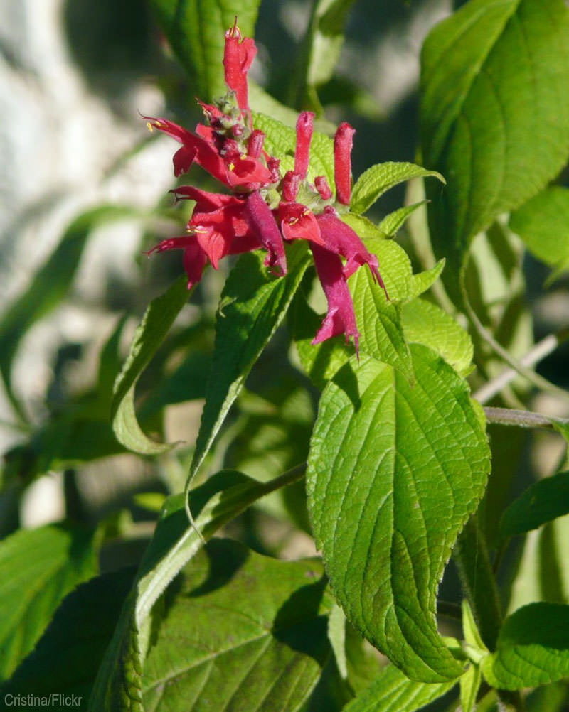 5 Herbal Teas You Can Grow Yourself - Photo courtesy Cristina/Flickr (HobbyFarms.com)