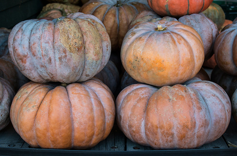 6 Fall Crops For Making Fermented Drinks