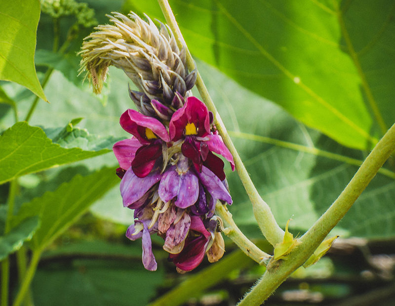 6 Fall Crops For Making Fermented Drinks