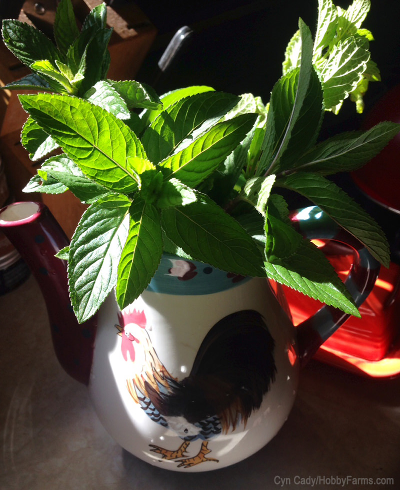 Forget Ye Olde Tea Shoppe: Just Visit The Garden - Photo by Cyn Cady (HobbyFarms.com)