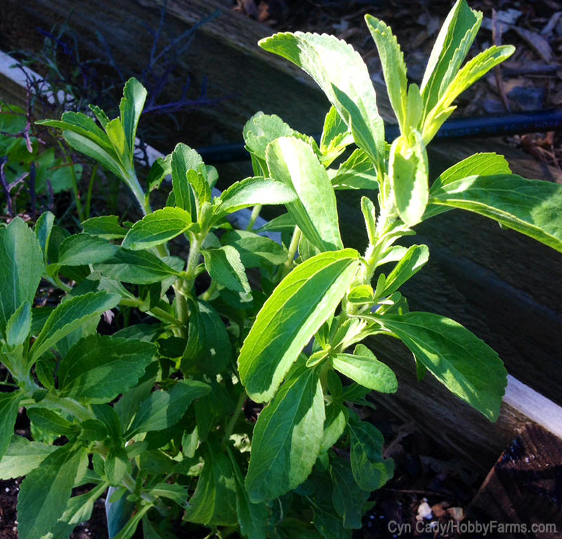 Forget Ye Olde Tea Shoppe: Just Visit The Garden - Photo by Cyn Cady (HobbyFarms.com)