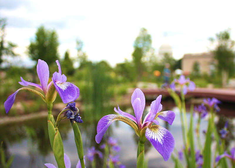 Blue flag is a type of iris that has medicinal, yet toxic, qualities. 