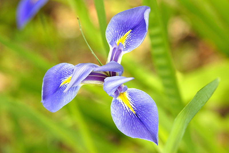 Blue flag irises are smaller than typical irises you see in your garden, which can come in all colors.