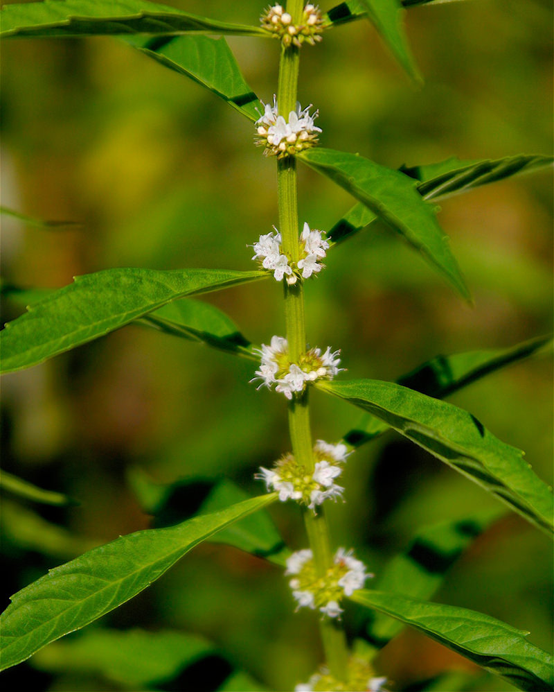 Bugleweed is also known as water horehound.