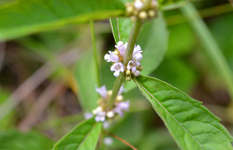 Bugleweed is combined with lemon balm to support thyroid function.