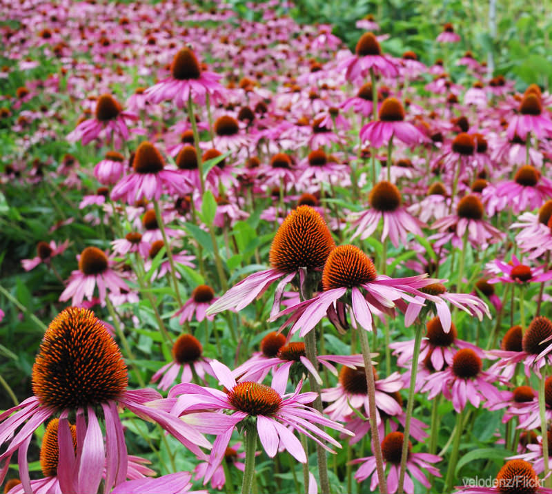 Feel Better This Winter with Echinacea - Hobby Farms