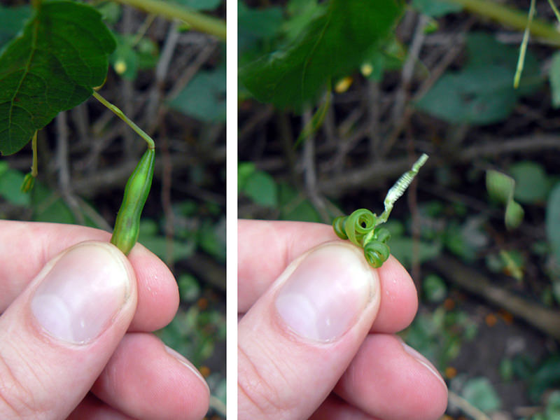 Jewelweed is also known as touch-me-nots because of their ballistic characteristic when touched.