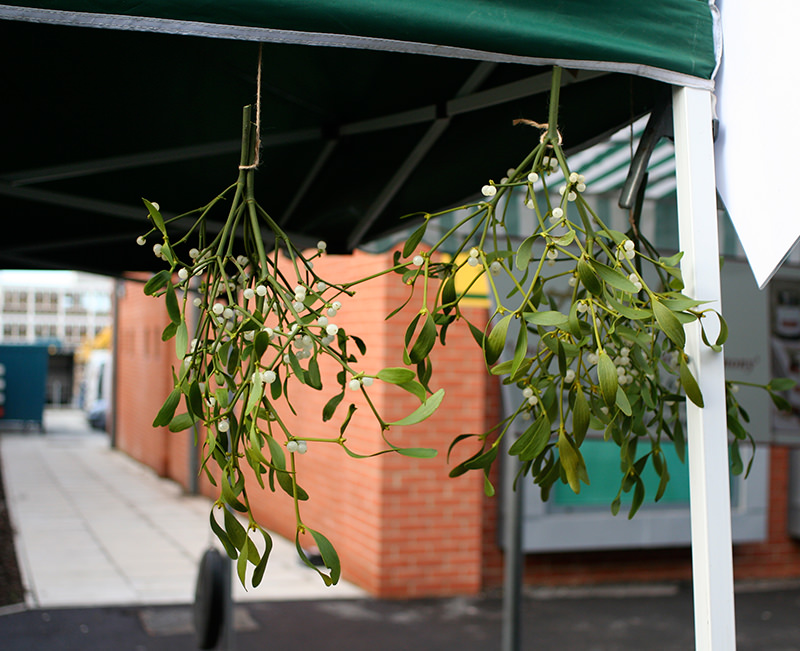 The type of mistletoe commonly found in the European tradition is Viscum album.