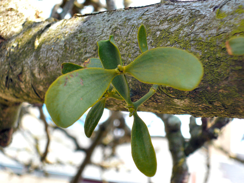 Mistletoe is food and habitat for a number of pollinators and birds.