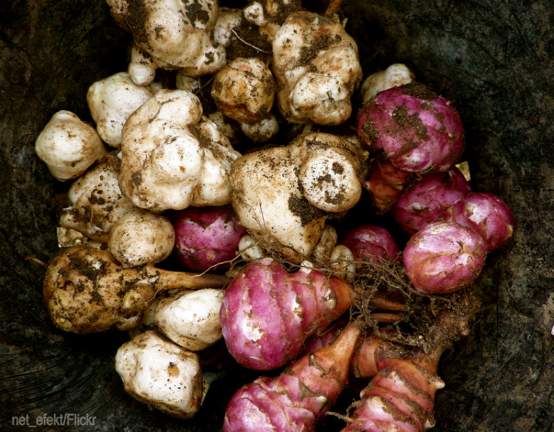 You Say Potato, I Say Sunchok - Photo courtesy net_efekt/Flickr (HobbyFarms.com)