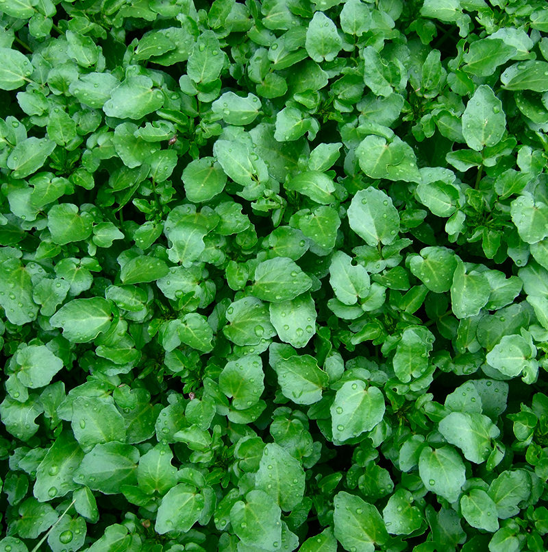 Watercress 101: What Is Cress? (+ Varieties!)