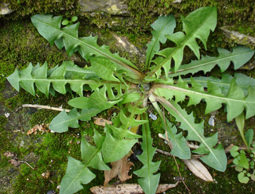 This local weed is used in the wild green mix