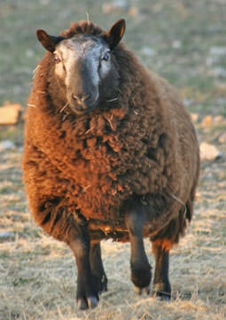 Baamadeus' name is typical of the sheep that live with Martok