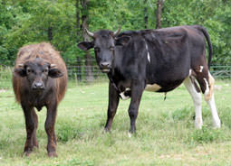 Ludo and Aiah are being raised to be riding cows