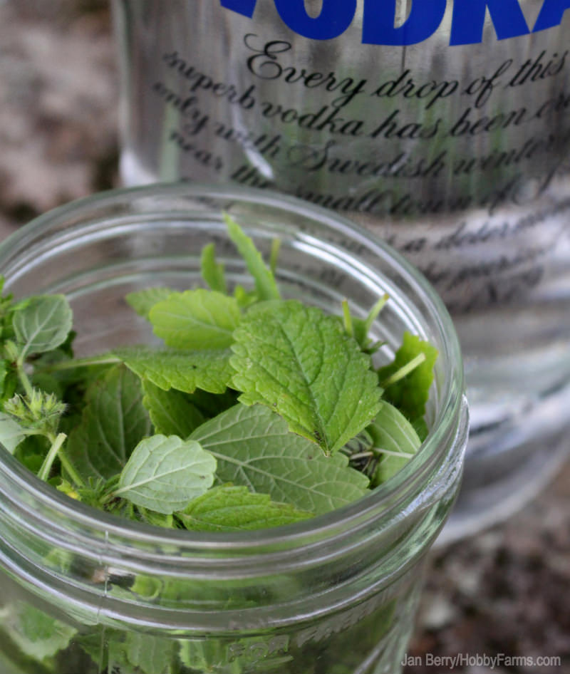 7 Unique Ways to Preserve Herbs - Photo by Jan Berry (HobbyFarms.com) #preserve #herbs