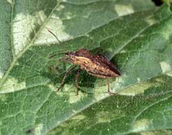 Usda Bug The Good, the Bad and the Ugly Bugs - Hobby Farms