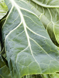 Colligreen Crop Profile: Collard Greens - Hobby Farms