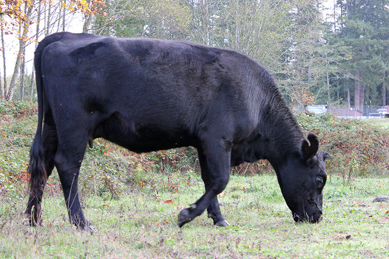 Your breed choice can determine the size of the cattle, but typically what they're fed affects the flavor of the meat.