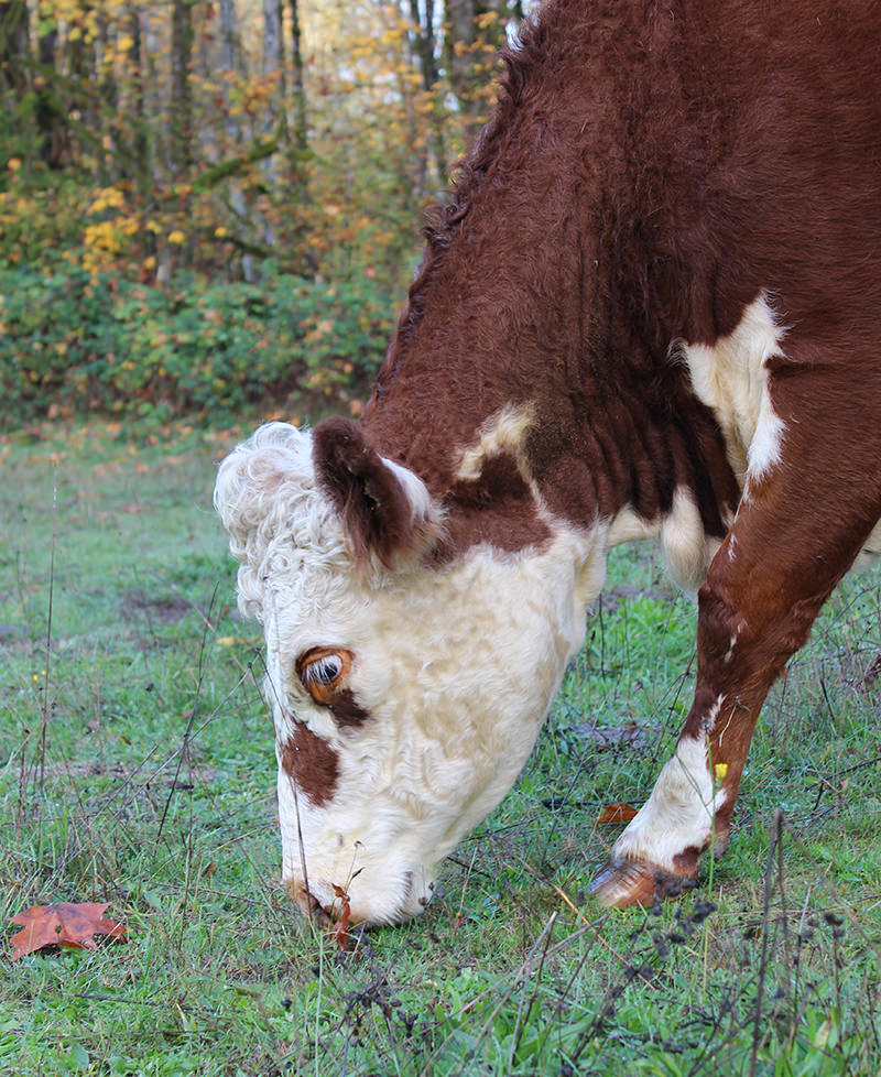 Extend the pasturing season by growing a mixture of cold- and heat-hardy grass varieties.