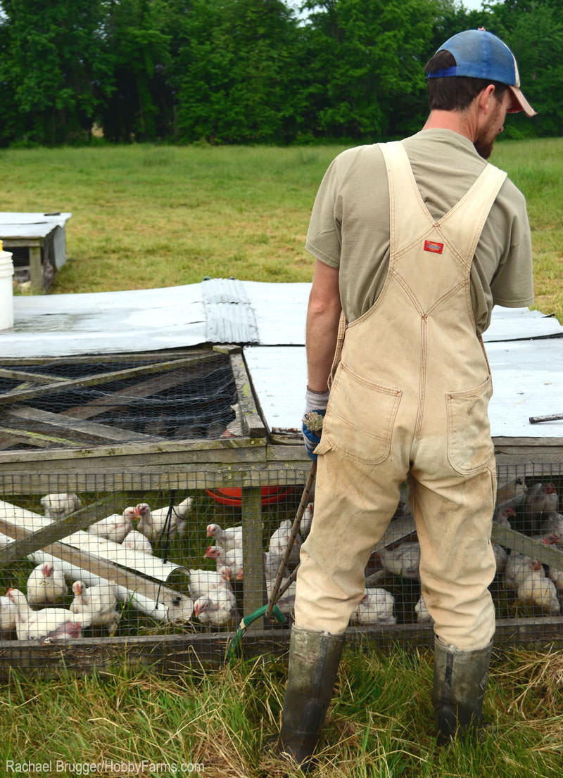 Design a chicken tractor to fit your broilers' needs. Photo by Rachael Brugger (HobbyFarms.com)