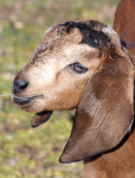 Disbudded goat