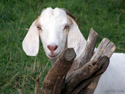 5 Fantastic Goat Farmstays to Visit This Summer (HobbyFarms.com)