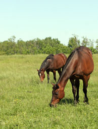 Horses on pasture