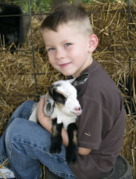  Properly socialized goats love children, and miniatures are small enough for most small children to handle by themselves. (HobbyFarms.com)