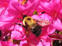 Bee and Fuschia