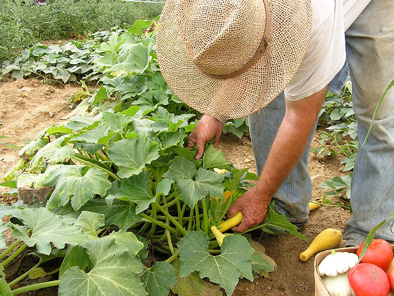 The 2015 Dietary Guidelines for Americans doesn't talk about sustainability. 