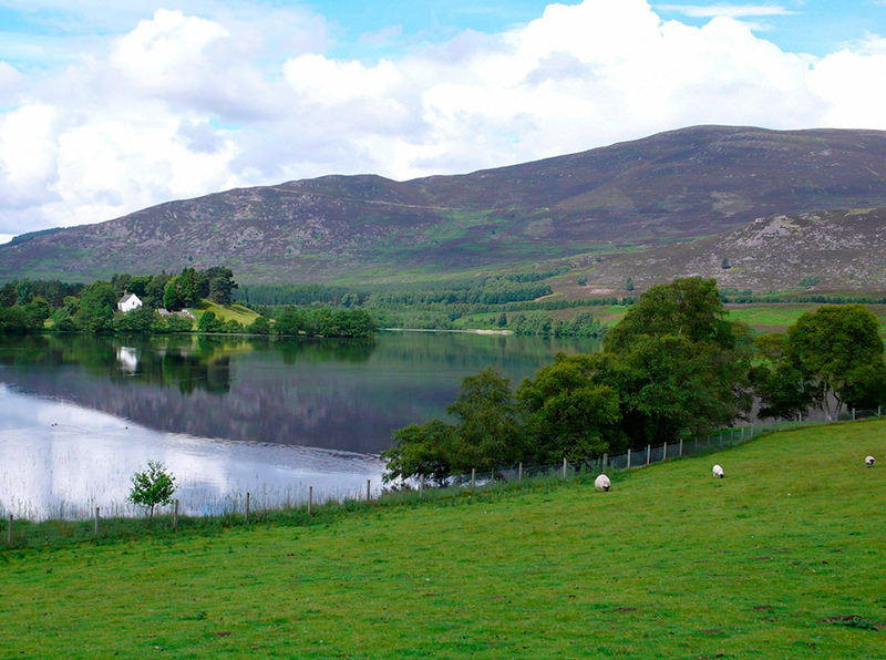 Scotland decides not to let farmers grow GMO crops.