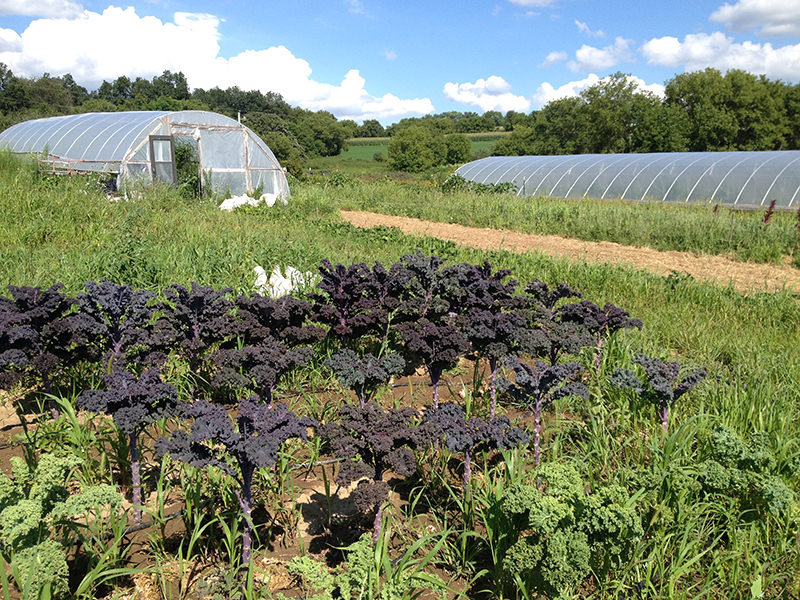 The Farley Center in Wisconsin helps urban and small-scale farms get their starts.