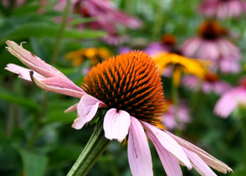 Cone flower