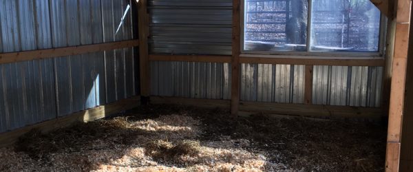 Readying A Flock Of Sheep For The Cold Winter Months