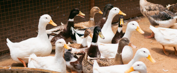 Introducing New Ducks to a Flock: What to Expect