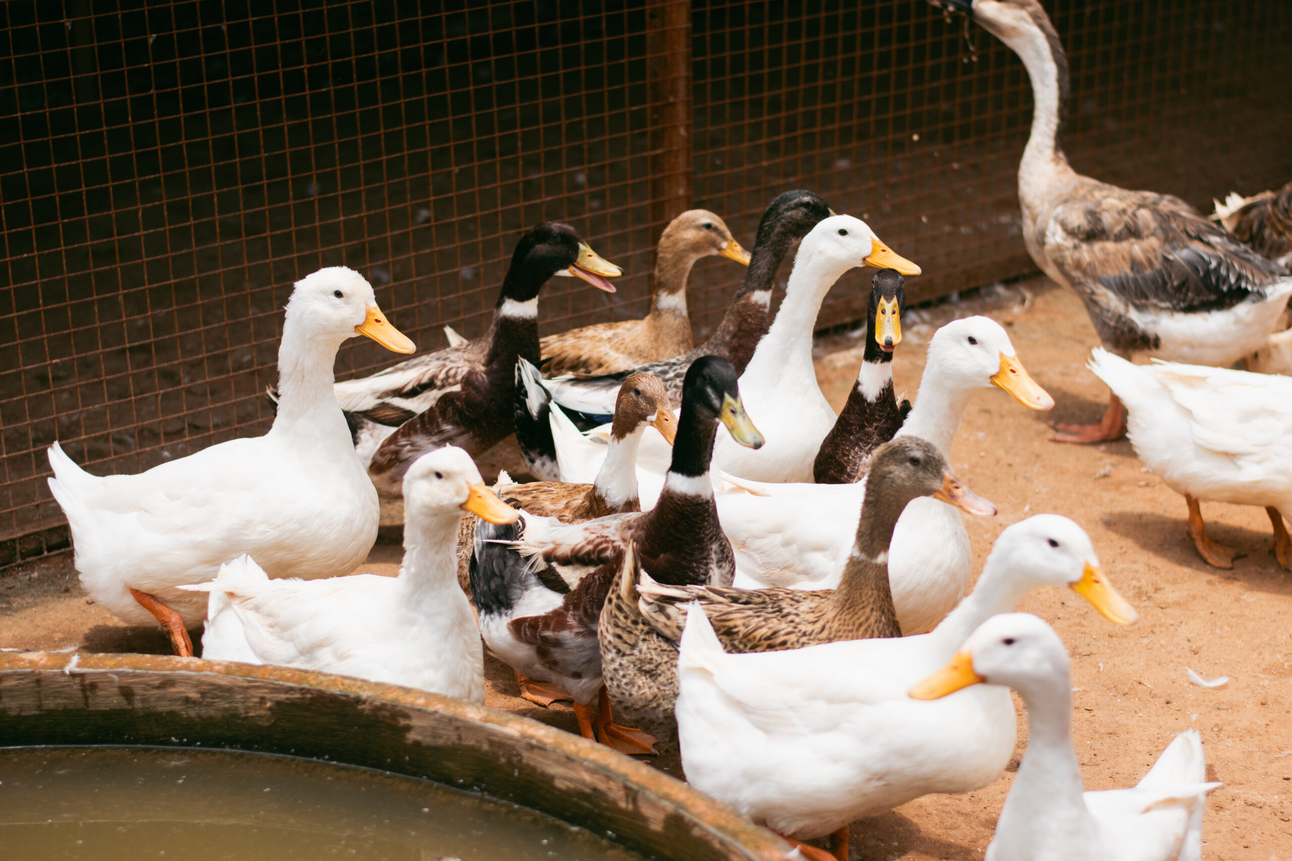 A group of ducks walking in an enclosure at a farm after introducing new ducks to a flock