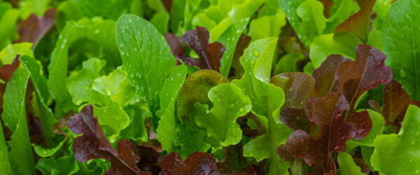 Is Rainwater Better for Your Gardens? Here’s Why It Helps