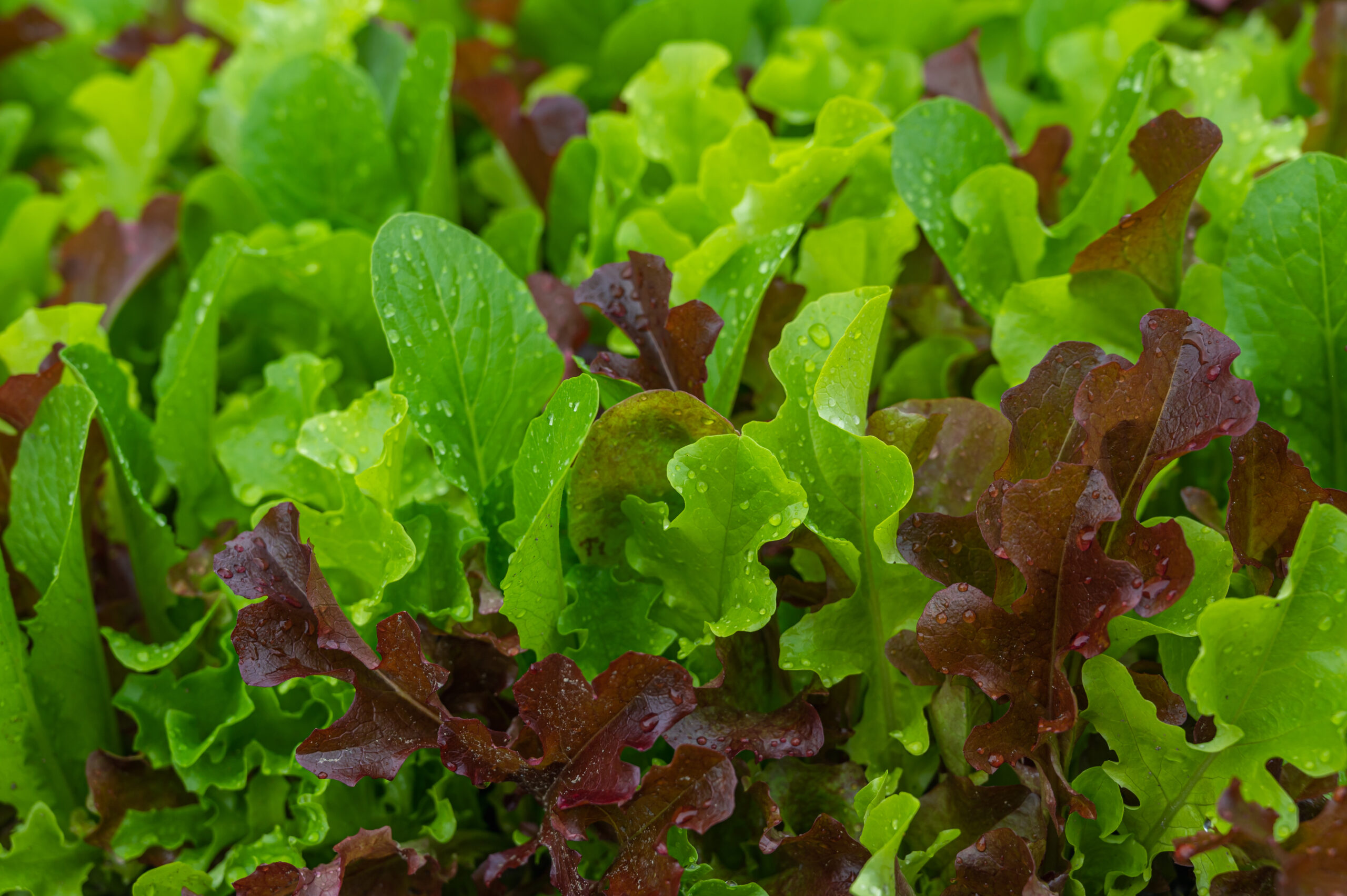 rainwater on lettuce leaves in the garden