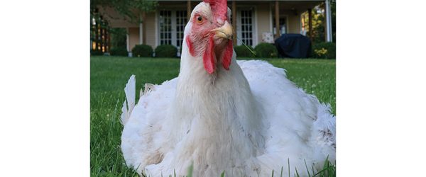 Shutterclucks: Chickens Editors Choose Reader Photos