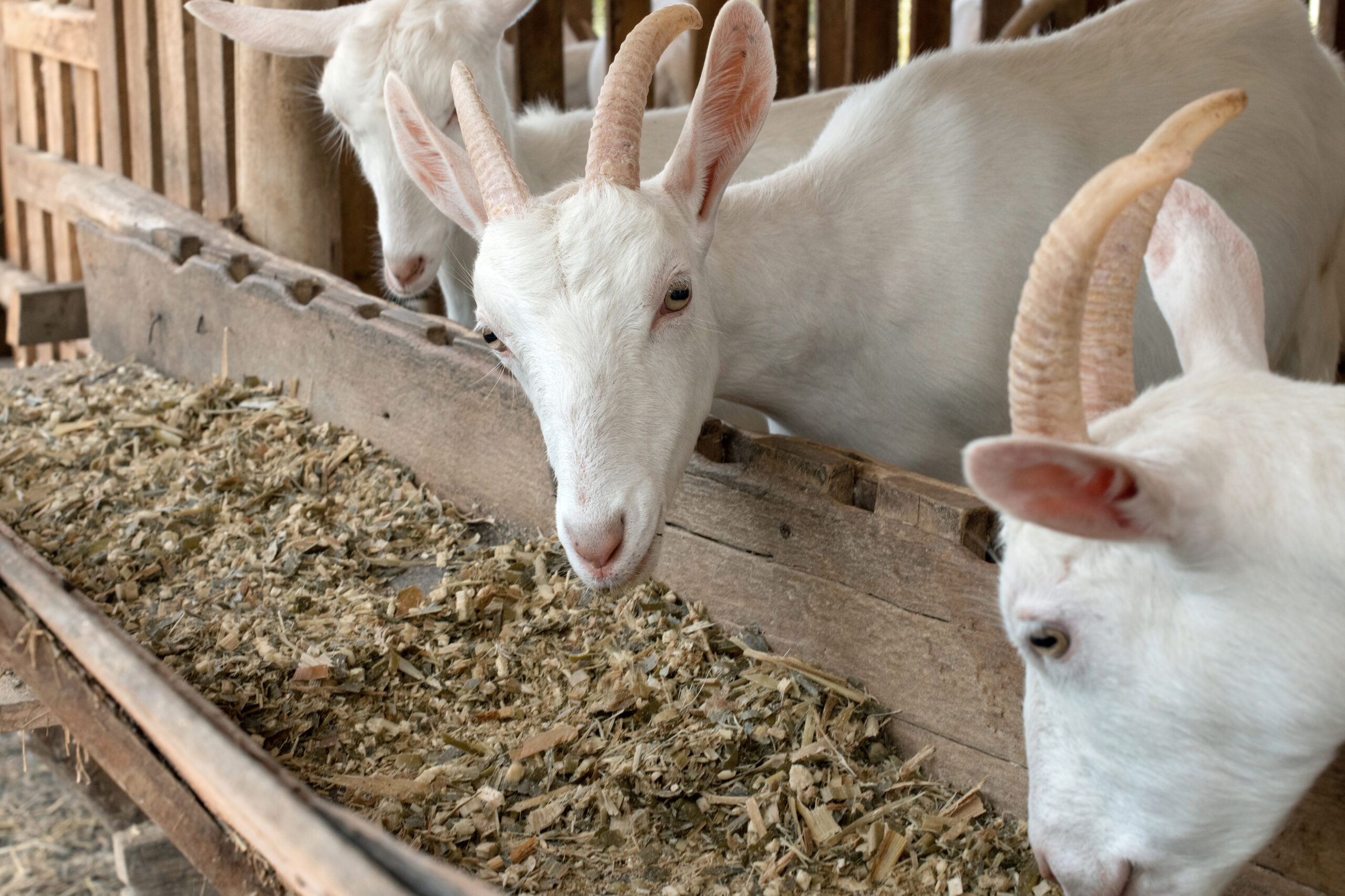 Feeding Goats: A Beginner’s Guide