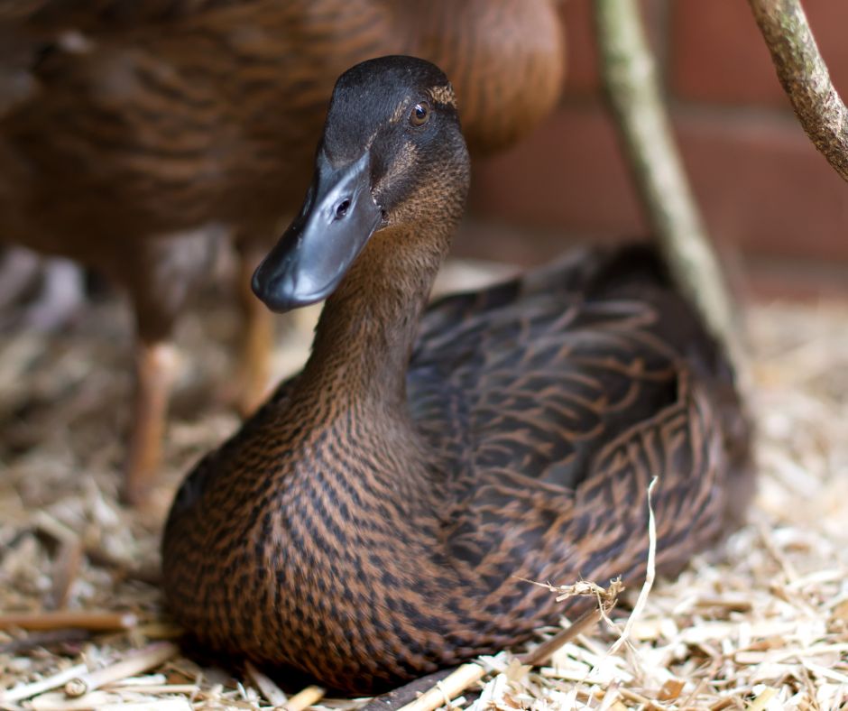 Khaki Campbell: Duck Breed Profile