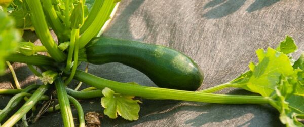 Landscape Fabric: Pros, Cons, and When to Use It