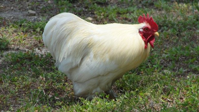 Is Your Chicken Actually a Fur Hen? This Mysterious Breed Will Blow Your Mind
