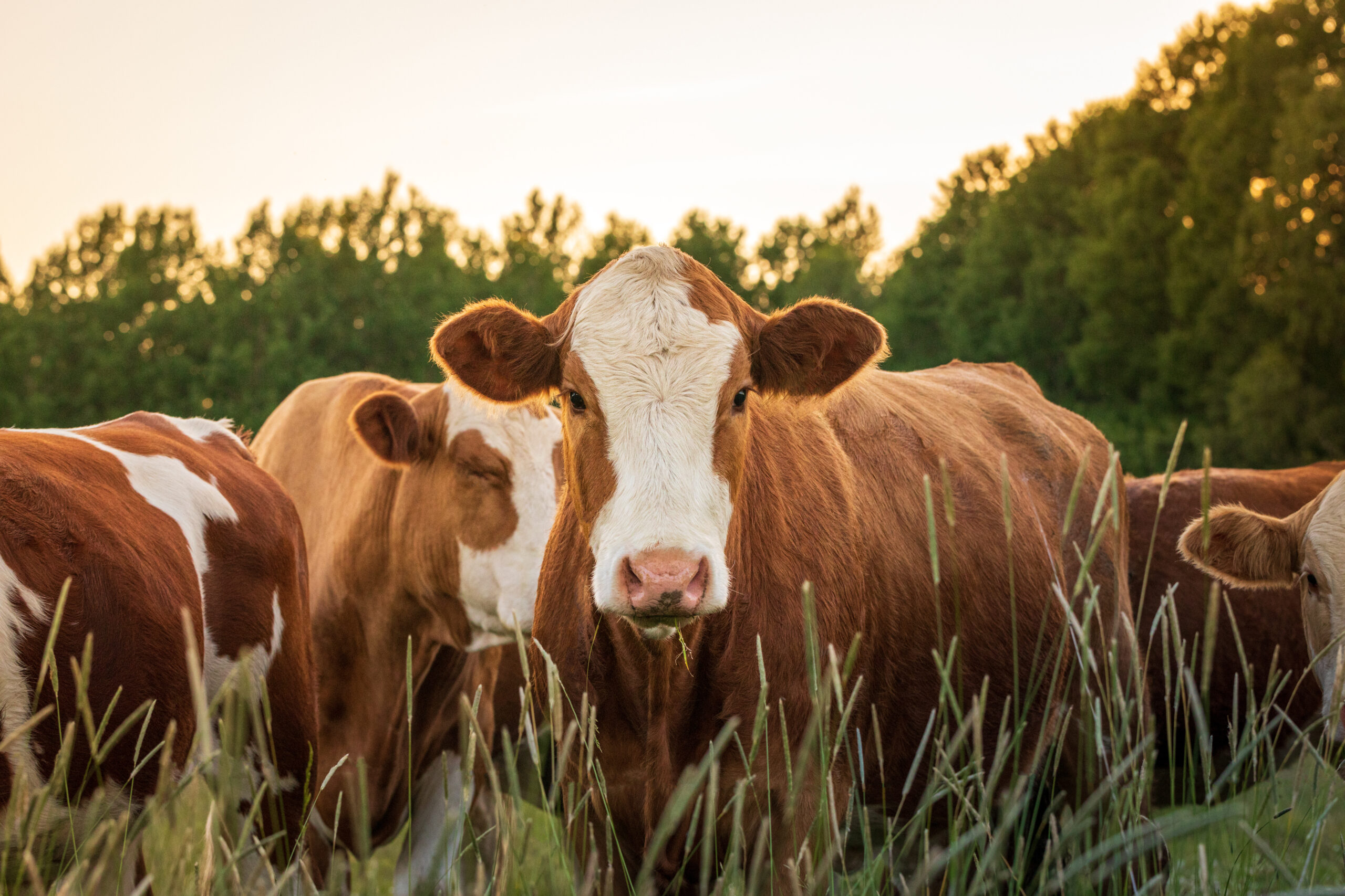 Livestock First Aid Kit Supplies Every Farmer Needs